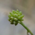 Ranunculus ophioglossifolius 果実