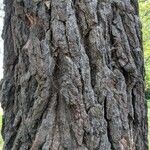 Pinus devoniana Corteza