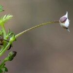 Arenaria balearica पत्ता