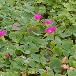 Oxalis purpurata Habitatea