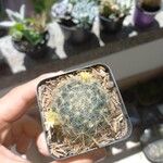 Mammillaria prolifera Fuelha