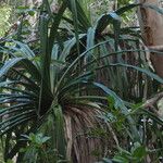 Pandanus tectorius Folha