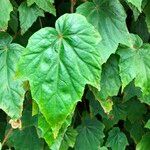 Begonia formosana Leaf