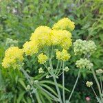 Thalictrum flavum 花