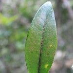 Erythroxylum laurifolium Leaf