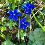Gentiana brachyphylla Flower