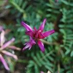 Hedysarum glomeratum Blüte