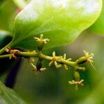 Loranthus europaeus Flower