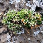 Potentilla nivalis Habit