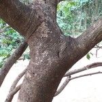 Afzelia quanzensis 樹皮