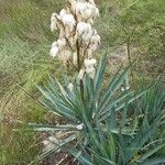 Yucca gloriosa花