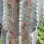 Euphorbia abyssinica Bark