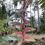 Heliconia chartacea Blomma