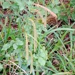 Carex pendula 花