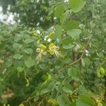 Bauhinia rufescens Flor