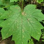 Oplopanax horridus Hoja