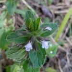 Stachys arvensis Floare