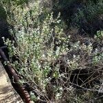 Brickellia californica Flower