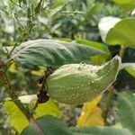 Asclepias speciosa Fruit