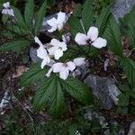 Cardamine heptaphylla Квітка