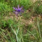 Muscari matritense Flower