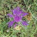 Centaurea nervosa花