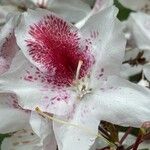 Rhododendron maximum Õis