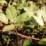 Rubus incanescens Leaf