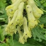 Aconitum lycoctonum 花