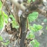 Ribes magellanicum Corteza