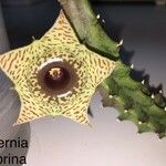 Huernia zebrina Blodyn