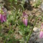 Allium narcissiflorum Blomst