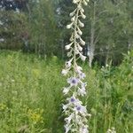 Delphinium exaltatum Квітка