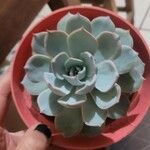 Echeveria secundaFolha