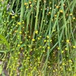 Psilotum nudum Leaf