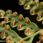 Culcita macrocarpa 果実