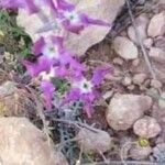 Matthiola longipetala Other