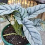 Alocasia baginda Лист