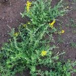 Crotalaria emarginella Hábito