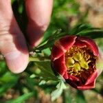 Paeonia californica Flower
