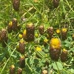 Trifolium spadiceum Flor