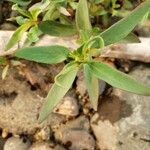 Clarkia rhomboidea Blatt