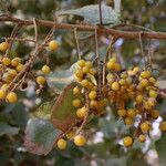 Allophylus africanus Frucht