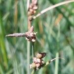 Carex panicea Цветок