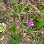 Lathyrus hirsutus Blüte