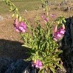 Digitalis thapsi Other