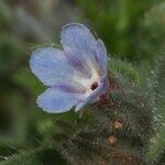 Nonea micrantha Flower
