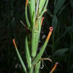 Castilleja minor Blüte