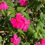 Impatiens wallerianaᱵᱟᱦᱟ