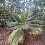 Pritchardia pacifica Leaf